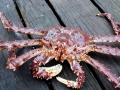King Crab
