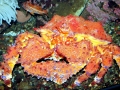 King Crab