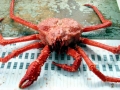 King Crab