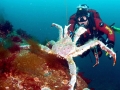 King Crab