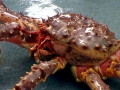 King Crab