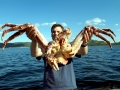 King Crab