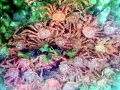 King Crab