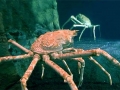 King Crab