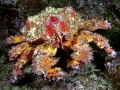 King Crab