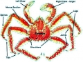 King Crab