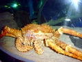 King Crab