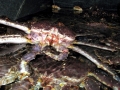 King Crab