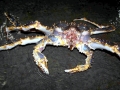 King Crab