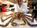 King Crab