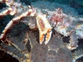 King Crab