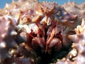 King Crab