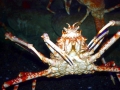 King Crab