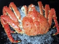 King Crab