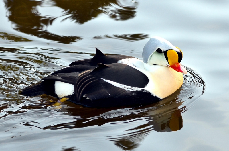 King Eider