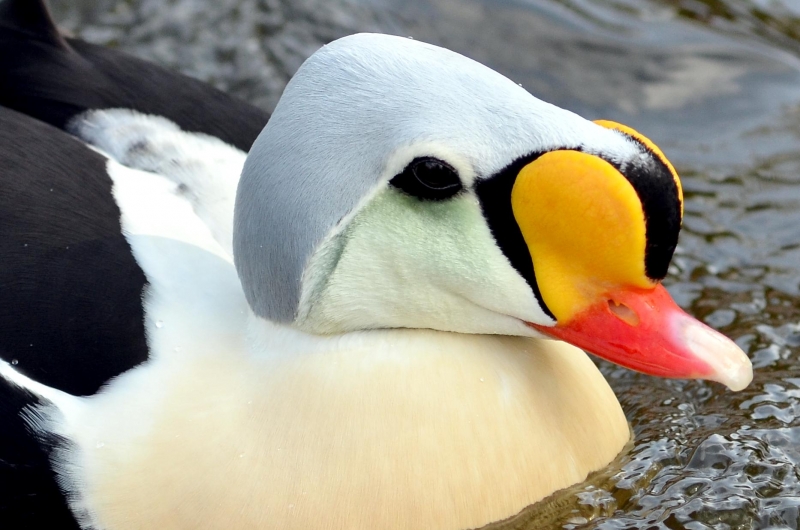 King Eider