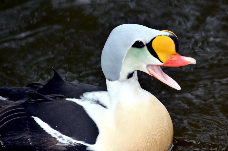 King Eider