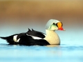 King Eider