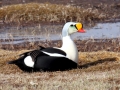 King Eider