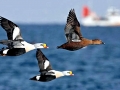 King Eider