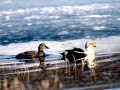 King Eider
