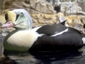 King Eider