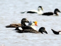 King Eider