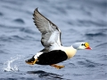 King Eider