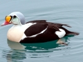 King Eider