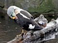 King Eider