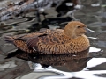 King Eider