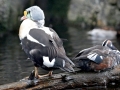King Eider
