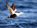 King Eider