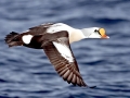 King Eider