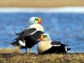 King Eider