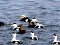 King Eider