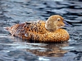 King Eider