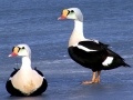 King Eider