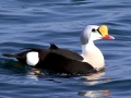King Eider