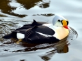 King Eider