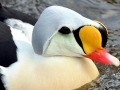 King Eider