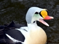 King Eider