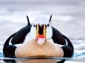 King Eider