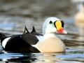 King Eider