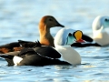 King Eider