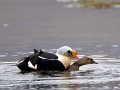 King Eider