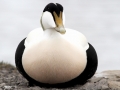 King Eider