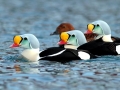 King Eider