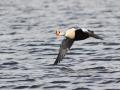 King Eider