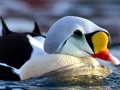 King Eider